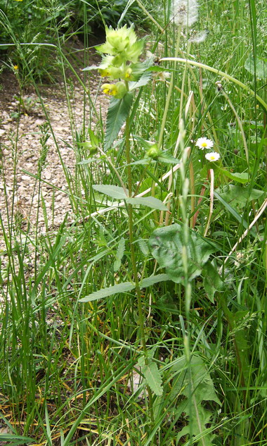 Lamium, no Rhinanthus angustifolius